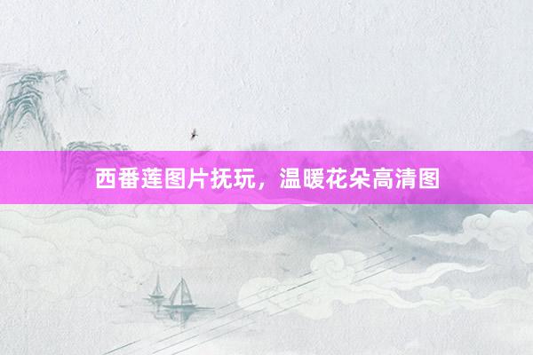 西番莲图片抚玩，温暖花朵高清图