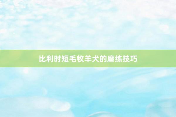 比利时短毛牧羊犬的磨练技巧